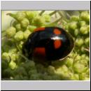 Adalia bipunctata - Zweipunkt 12.jpg